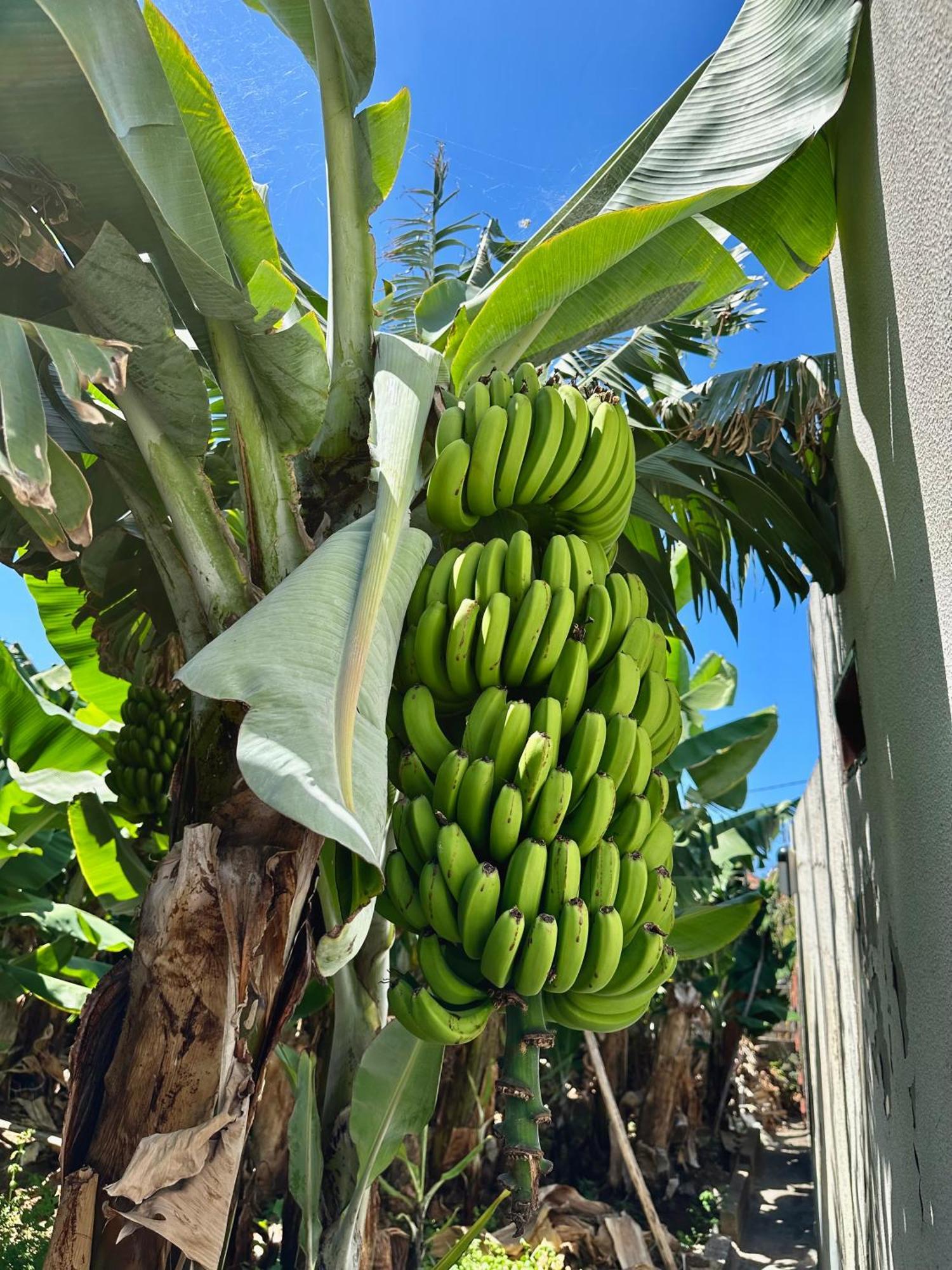 Oasis Suites - Funchal Extérieur photo